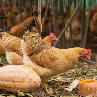 黃山土雞-竹林散養下蛋老母雞-現宰現發，順豐空運