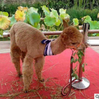 哪里有出租羊駝的，一只羊駝價格 展覽動物租賃公司 馬戲團表演