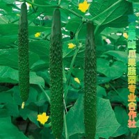 供應原產(chǎn)地黃瓜，品質(zhì)高口感脆