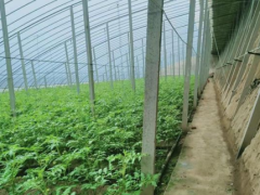 金秋旅游打卡來牛莊|譚家園子:繪就美麗動人的生態農業新畫卷