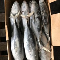 谷茂 金槍魚整條裝冷凍水產深海釣壽司刺身BBQ商用食材批發