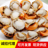 凍貨冷凍扇貝肉營養供應海鮮批發水產扇貝冷凍扇貝肉