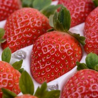 云南茜婭陽光新鮮草莓現(xiàn)摘現(xiàn)發(fā)當季水果大草莓禮盒裝中果