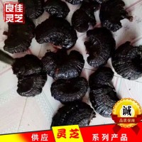 江北靈芝之鄉(xiāng)無(wú)柄黑靈芝原產(chǎn)地黒芝個(gè)切片現(xiàn)貨批發(fā)