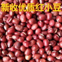 優(yōu)質(zhì)紅豆 大紅袍赤豆 廠家直銷紅小豆 易煮爛紅豆 可食用  2千克起批