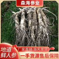 批發(fā)鮮人參22年新貨上市只發(fā)質(zhì)量貨新鮮人參帶土鮮人參長白山人參