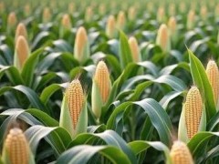 玉米秸稈還田，對小麥有3大致命傷害，該如何避免？